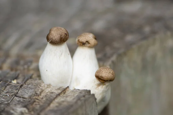 White Mushroom Grows Wooden Stump Texture Background — Stock Photo, Image