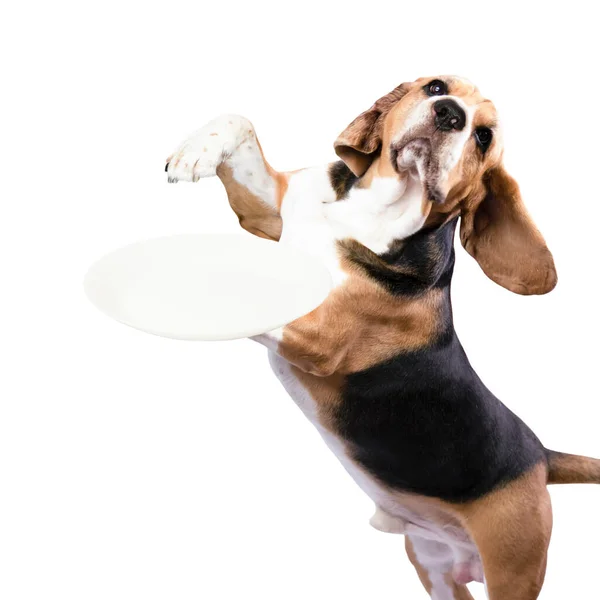 Divertido Perro Beagle Sosteniendo Plato Vacío Pata Sobre Fondo Blanco Imagen de archivo