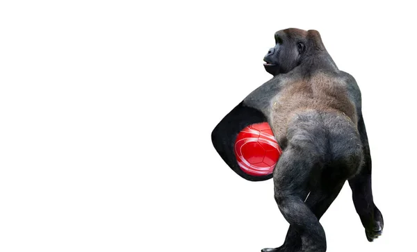 Lindo Gorila Divertido Jugando Con Una Pelota Sobre Fondo Blanco — Foto de Stock