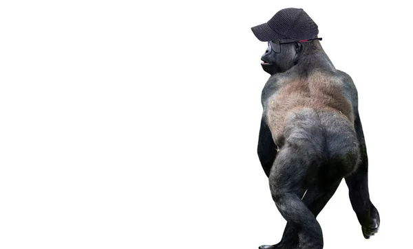 Modieuze Grappige Gorilla Met Pet Zonnebril Een Witte Achtergrond — Stockfoto