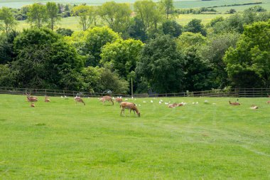Yeşil bir çayırda dinlenen bir geyik sürüsü. Güzel doğa.