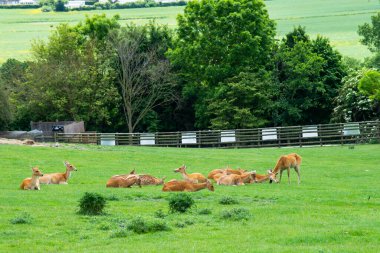 Yeşil bir çayırda dinlenen bir geyik sürüsü. Güzel doğa.