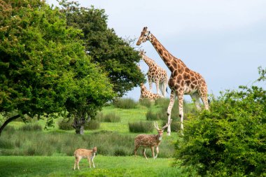 Zürafa ve diğer hayvanlar yazın safari yaparlar.