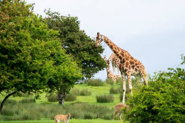 Zürafa ve diğer hayvanlar yazın safari yaparlar.