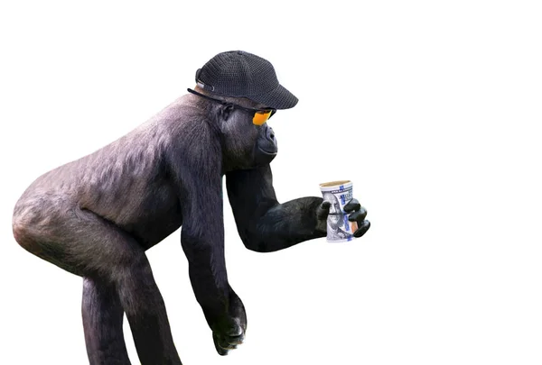 Lustige Stylische Gorilla Hält Geld Dollar Pfote Auf Weißem Hintergrund — Stockfoto