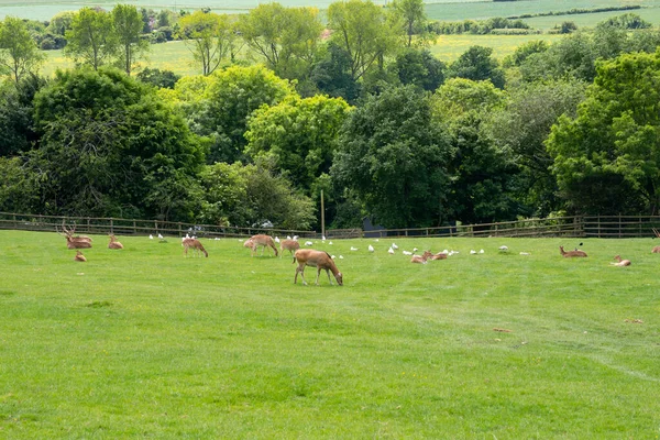 Yeşil bir çayırda dinlenen bir geyik sürüsü. Güzel doğa.