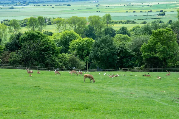 Yeşil bir çayırda dinlenen bir geyik sürüsü. Güzel doğa.