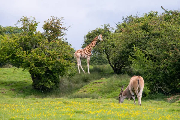 Giraffe Und Andere Tiere Schöner Natur Sommer Safari — Stockfoto