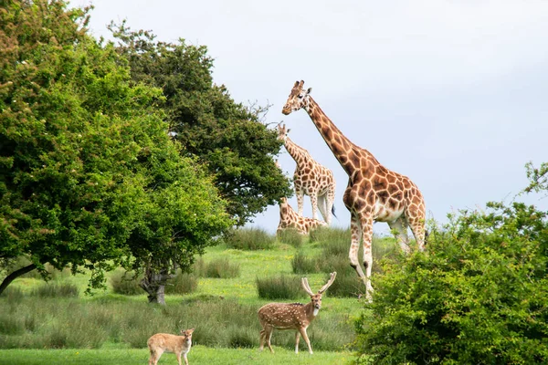 Zürafa ve diğer hayvanlar yazın safari yaparlar.