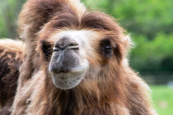Cara Divertida Camello Verano Naturaleza Animales Safari — Foto de Stock
