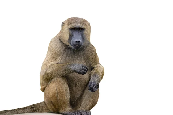 Funny Monkey Guinea Baboon White Background — Stock Photo, Image