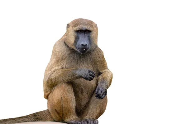 Funny Monkey Guinea Baboon White Background Royalty Free Stock Images