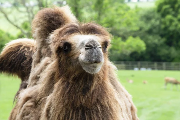 Camello Divertido Mira Verano Naturaleza Safari — Foto de Stock
