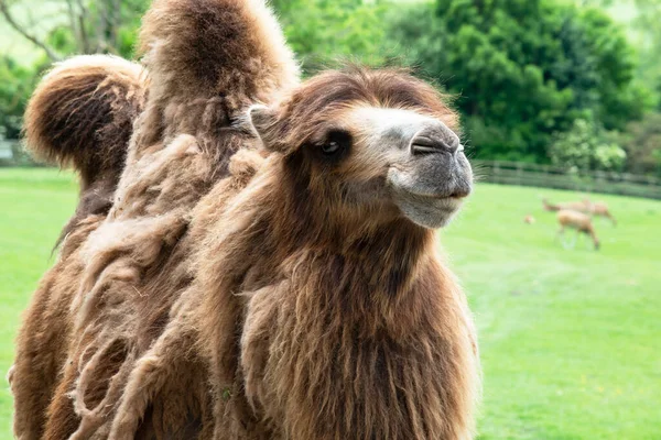 Camello Divertido Mira Verano Naturaleza Safari — Foto de Stock