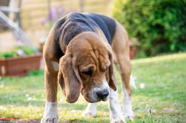 Tatlı av köpeği yazın üzgün olur.