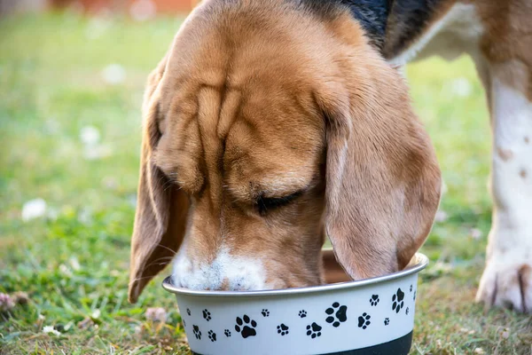 Lustiger Beagle Hund Frisst Trockenfutter Aus Einer Schüssel Großaufnahme — Stockfoto