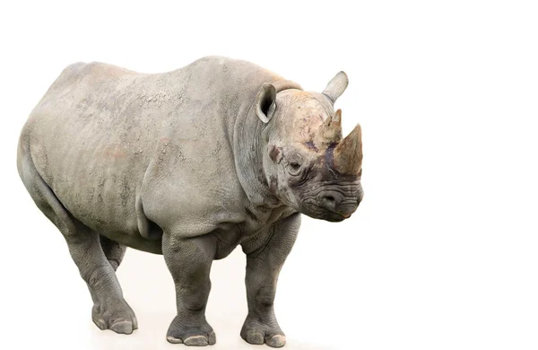 Funny Rhino Stands Wild Life Background — Stock Photo, Image