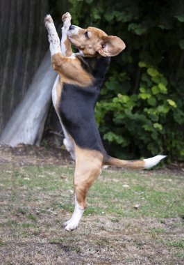 Komik av köpeği pervasızca bahçede atlıyor yazın.