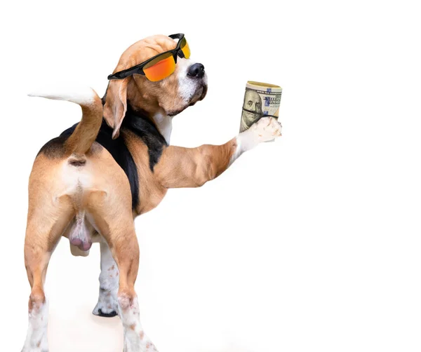 Смешной Пёс Солнечных Очках Наличными Долларами Лапе Белом Фоне Успешный — стоковое фото