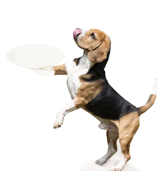 Rolig Hungrig Beagle Hund Med Tungan Hängande Står Vit Bakgrund Royaltyfria Stockfoton