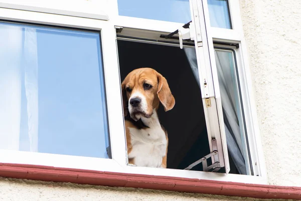 funny cute beagle dog looks out of open window at home in summer