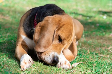 Tatlı av köpeği yazın çimenlerde uyuyor.