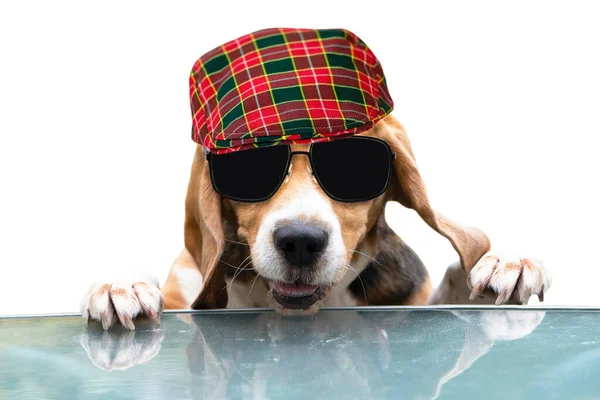 Engraçado Cão Beagle Feliz Óculos Sol Chapéu Com Boca Aberta — Fotografia de Stock