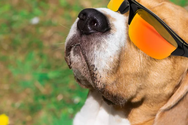 funny beagle dog in sunglasses close up sunbathing in nature in summer