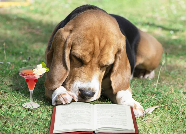cute beagle dog reads a book with a glass of wine on the grass in summer in the garden