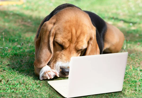 Cute Beagle Dog Working Laptop Grass Garden Summer — Fotografia de Stock