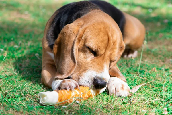 cute beagle dog eats appetizing meat bone on the grass in the garden in summer