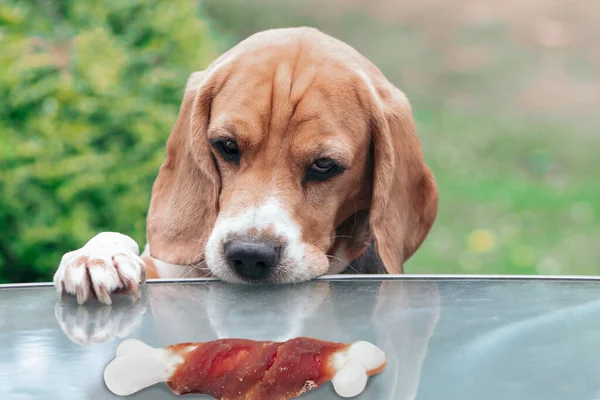Lustiger Beagle Hund Schaut Emotional Auf Den Knochen Mit Fleisch — Stockfoto