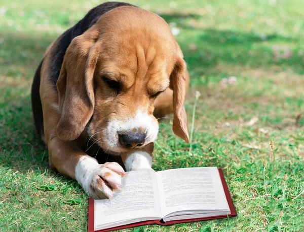 Cute Beagle Dog Reads Book Grass Garden Summer — Stock Photo, Image