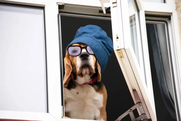 Funny Beagle Dog Blue Panama Looks Out Window Home Summer — Zdjęcie stockowe