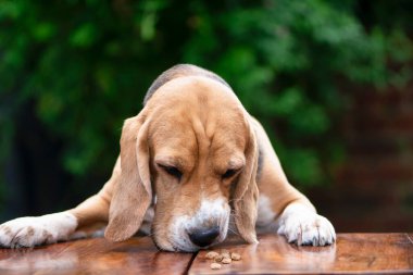 funny unhappy beagle dog sniffing tasteless food on the table
