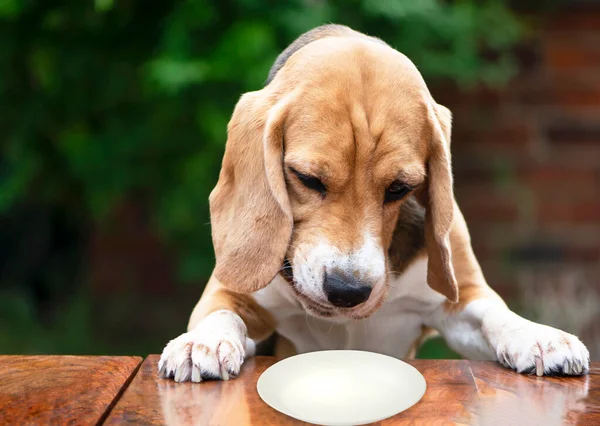 Funny Hungry Beagle Dog Looks Empty Plate Table — Stockfoto