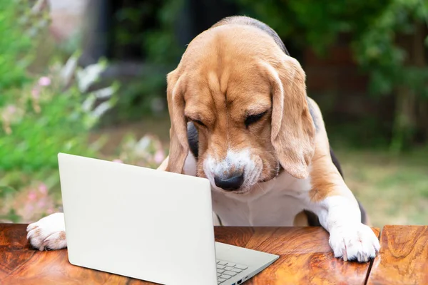 Funny Dog Beagle Attentively Looks Laptop Table Garden — Stock Photo, Image