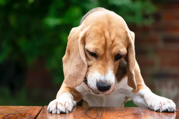 Funny Face Beagle Dog Table Garden Summer — Foto de Stock