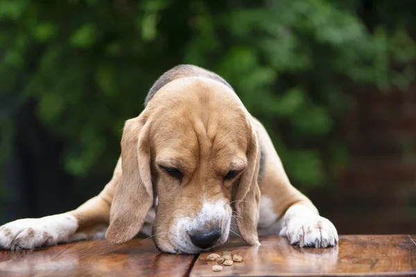 Funny Unhappy Beagle Dog Sniffing Tasteless Food Table — Foto de Stock
