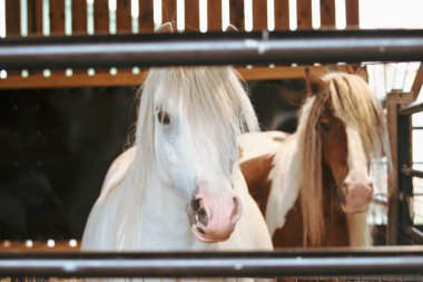 white and brown beautiful horses stand in a stable