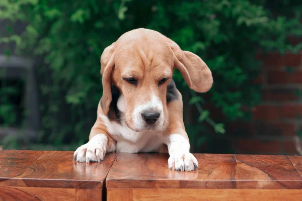 Funny Cute Dog Beagle Table Summer Garden — Zdjęcie stockowe