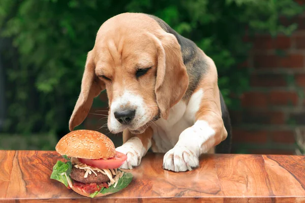 happy funny beagle dog wants to eat appetizing burger on the table