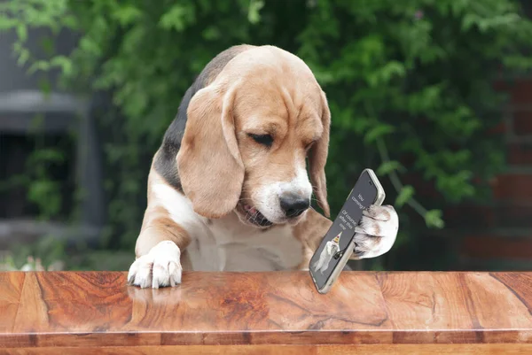 funny beagle dog reads a message from his cat friend in a smartphone