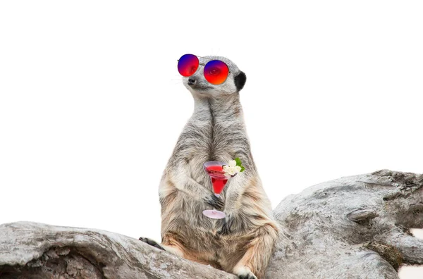 Always Happy Meerkat Sunglasses Cocktail His Paw — Foto de Stock
