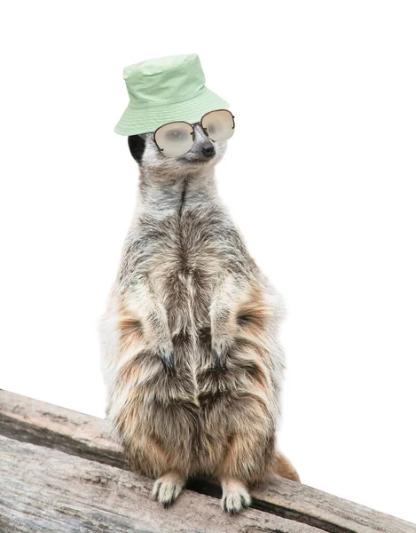 Funny Happy Meerkat Wearing Glasses Isolated Background — Photo