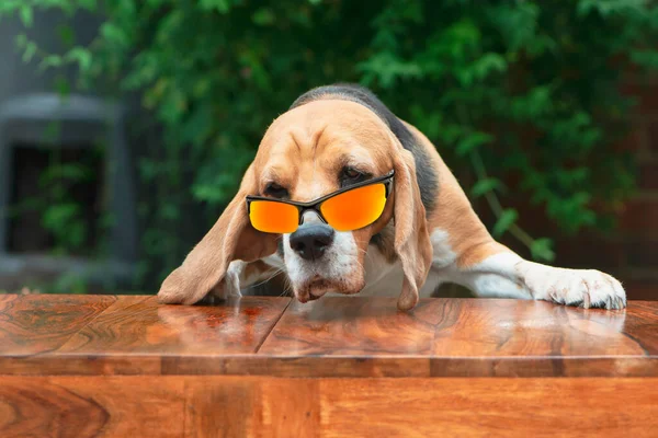 funny beagle dog in orange glasses looks in the garden in summer