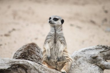 funny happy meerkat in the desert looking