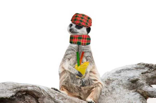 Funny Stylish Meerkat Cap Scarf Drink His Paw — Foto de Stock