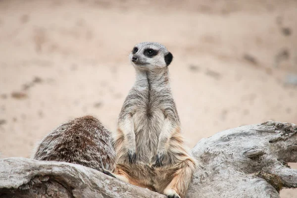 Funny Happy Meerkat Desert Looking — Stockfoto