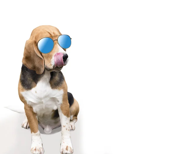 Engraçado Beagle Cão Lambendo Seus Lábios Fundo Isolado — Fotografia de Stock